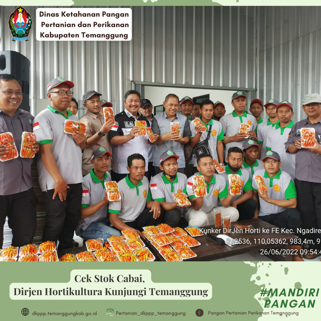 Petunjuk Lapang Budidaya Cabai