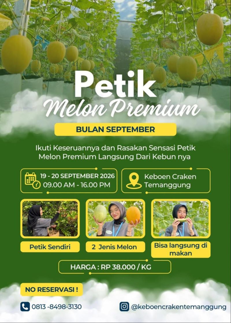 Petik Buah Melon Premium Bulan September Di Kebun Craken
